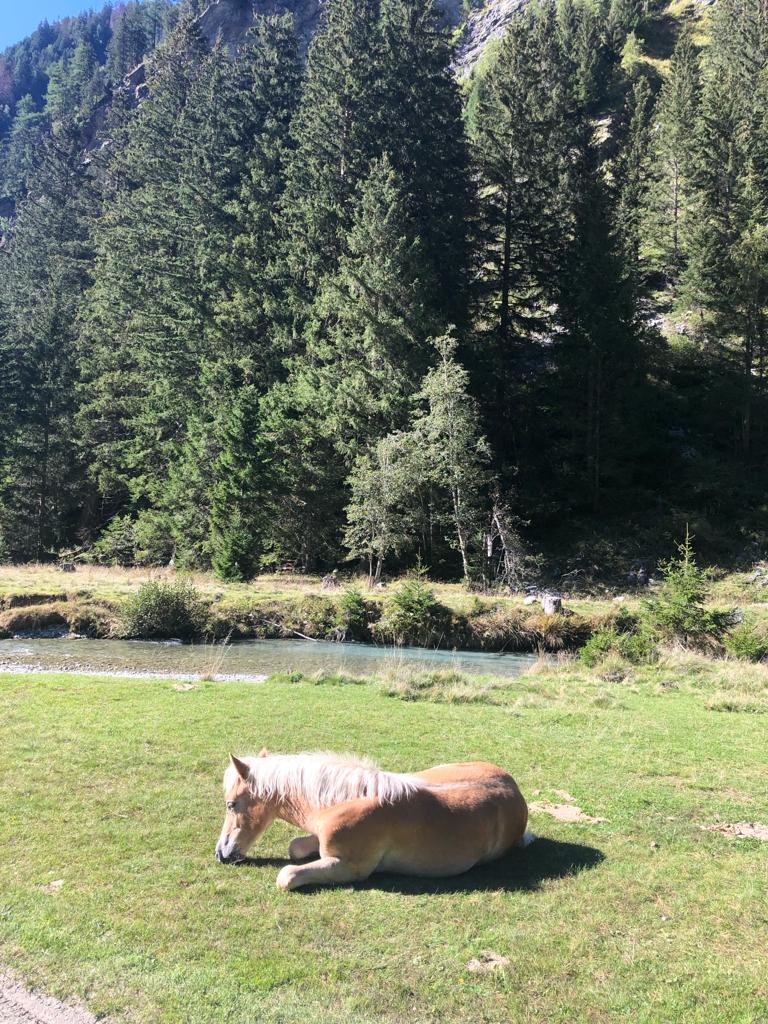 Hotel-fuer-Allergiker: Tauerntal - Haus Seebach 