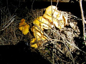 Hochkrimml 108/2 Zimmerkategorien Schwammerl 