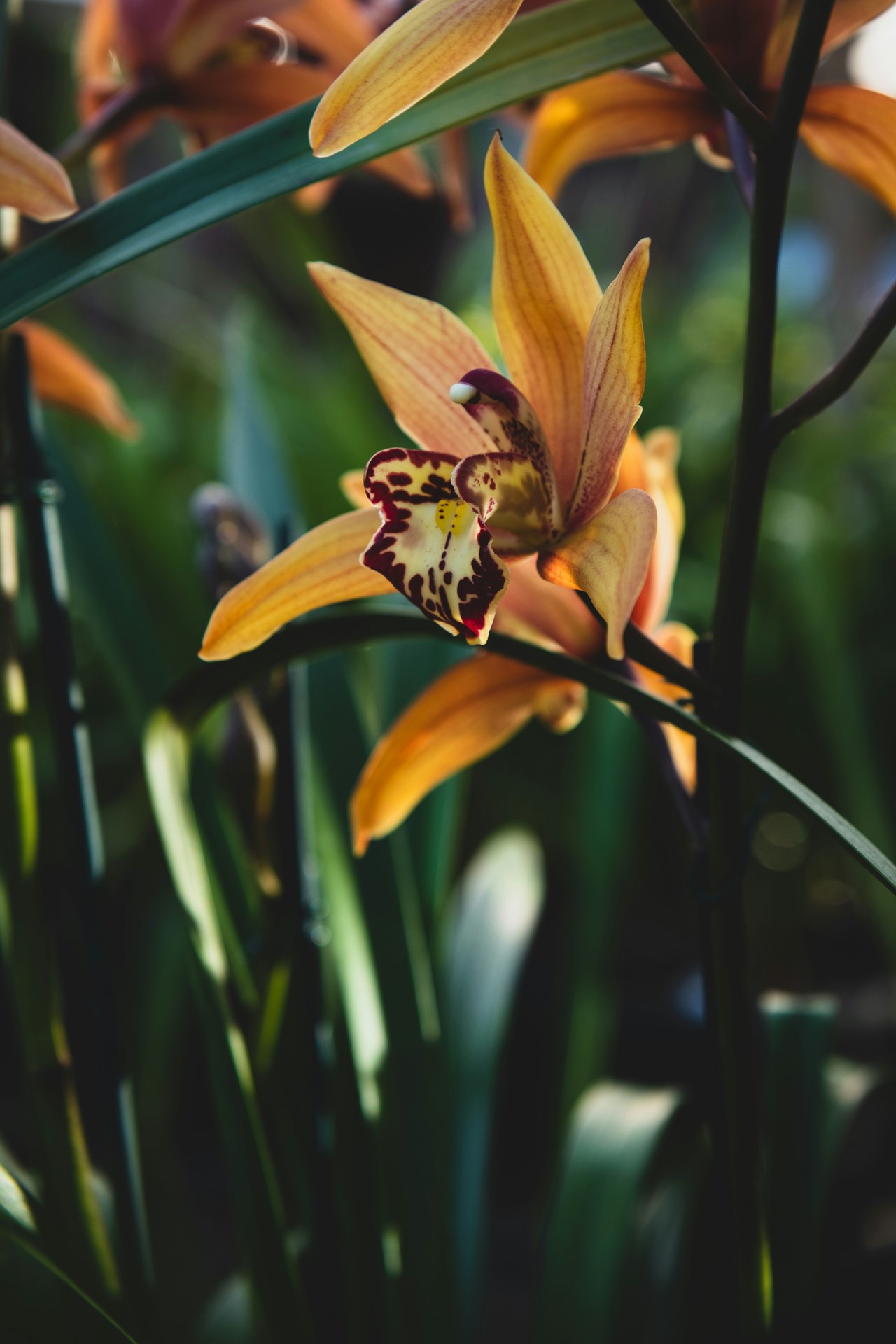 theiner's garten - Biorefugium Ausflugsziele Orchideenwelt Gargazon